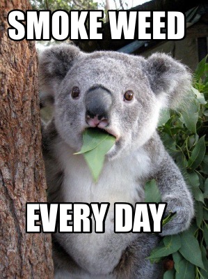 smoke-weed-every-day7